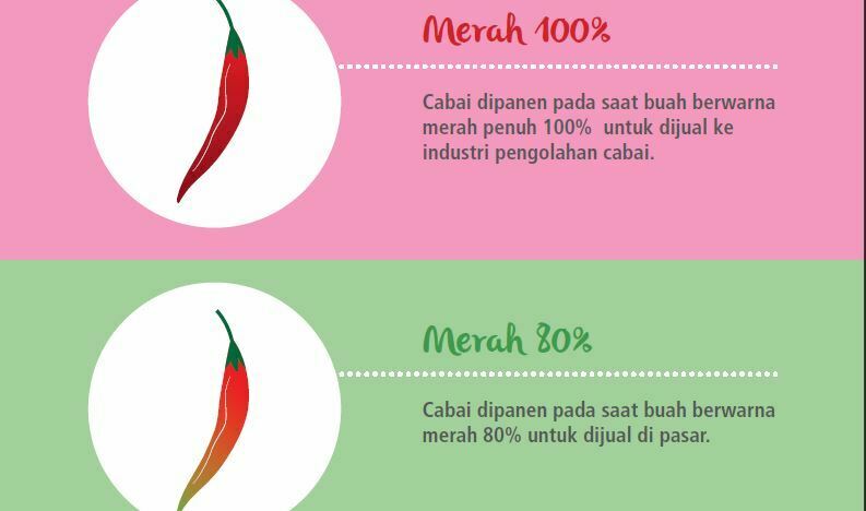 cara menanam cabai