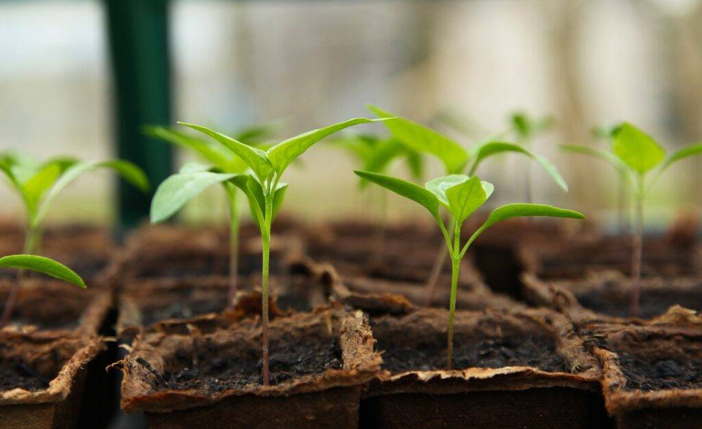 cara menanam cabe di polybag