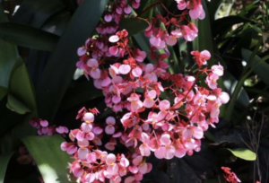 Begonia shrub