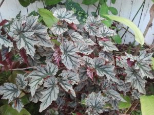 Begonia Cane