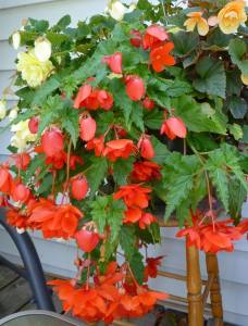 Trailing Begonia