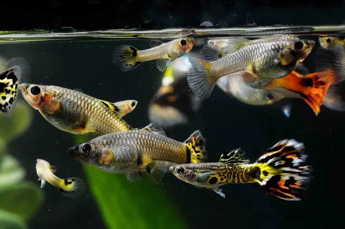 Cara merawat ikan guppy di akuarium tanpa aerator agar tidak cepat mati