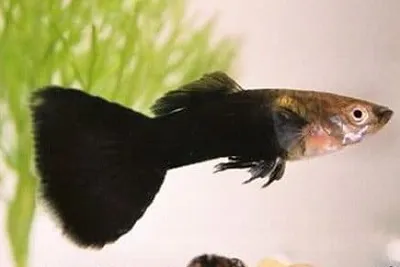 Cara merawat ikan guppy di akuarium tanpa aerator agar tidak cepat mati