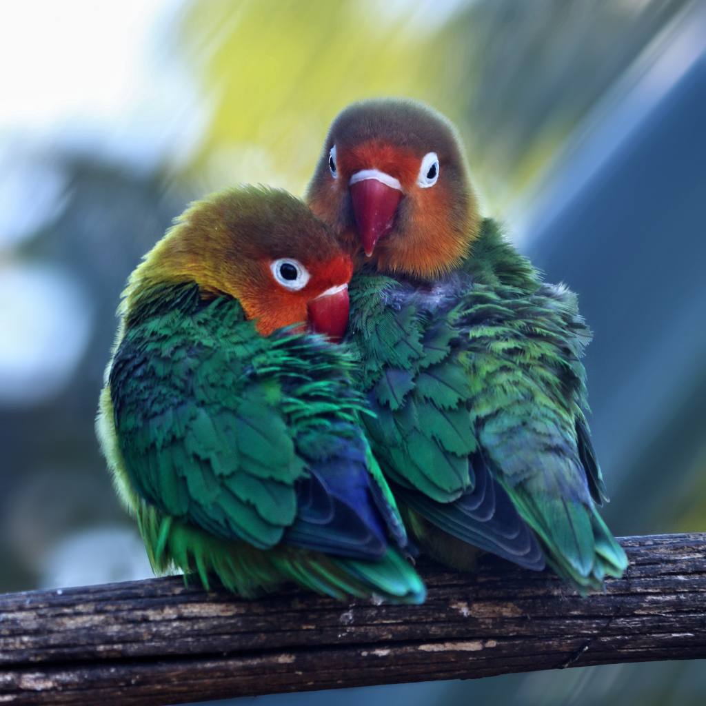 Cara ternak burung lovebird agar cepat betelur