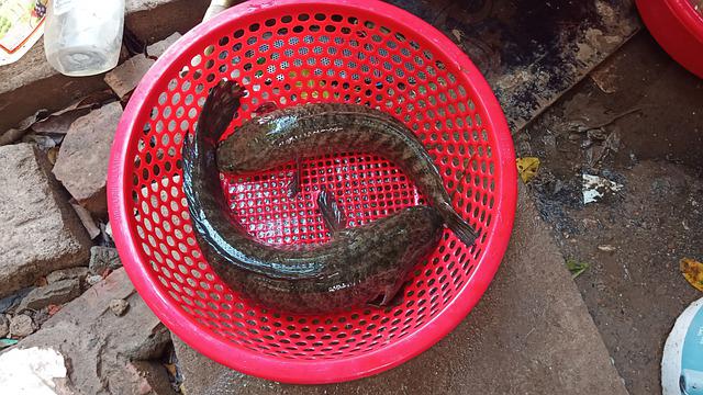 Kandungan dan manfaat ikan gabus hias atau ikan kutuk