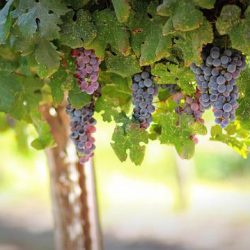 Hama dan penyakit pada tanaman anggur