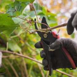 Cara pemangkasan, memangkas, pruning pohon anggur agar cepat berbuah