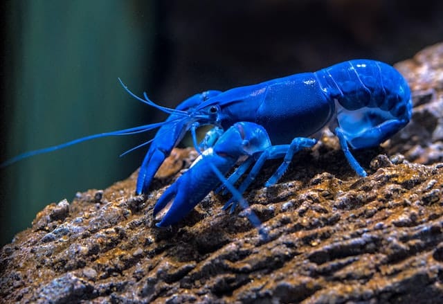 Cara budidaya dan ternak lobster air tawar di kolam terpal