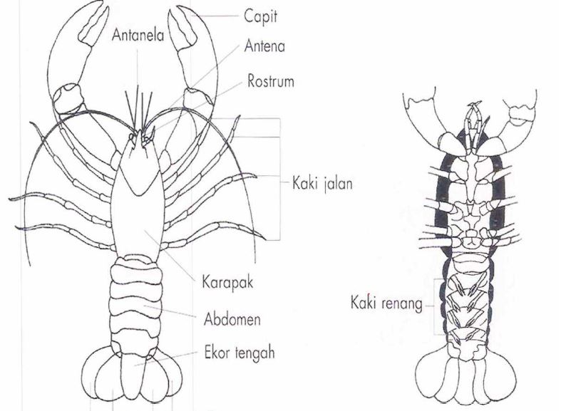 Morfologi, harga, makanan lobster air tawar