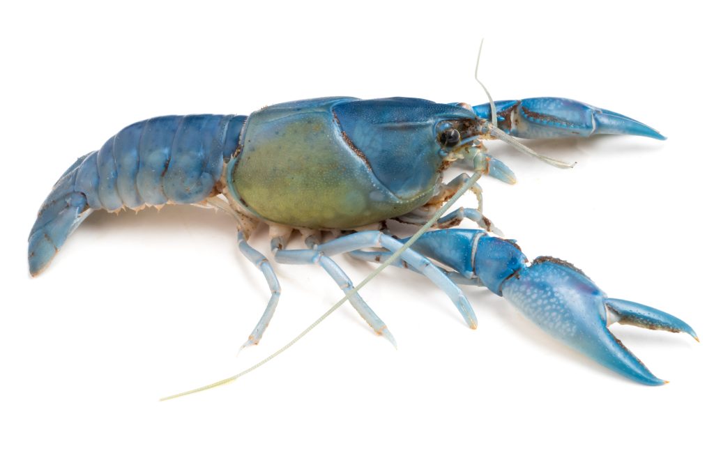 habitat, harga, makanan lobster air tawar