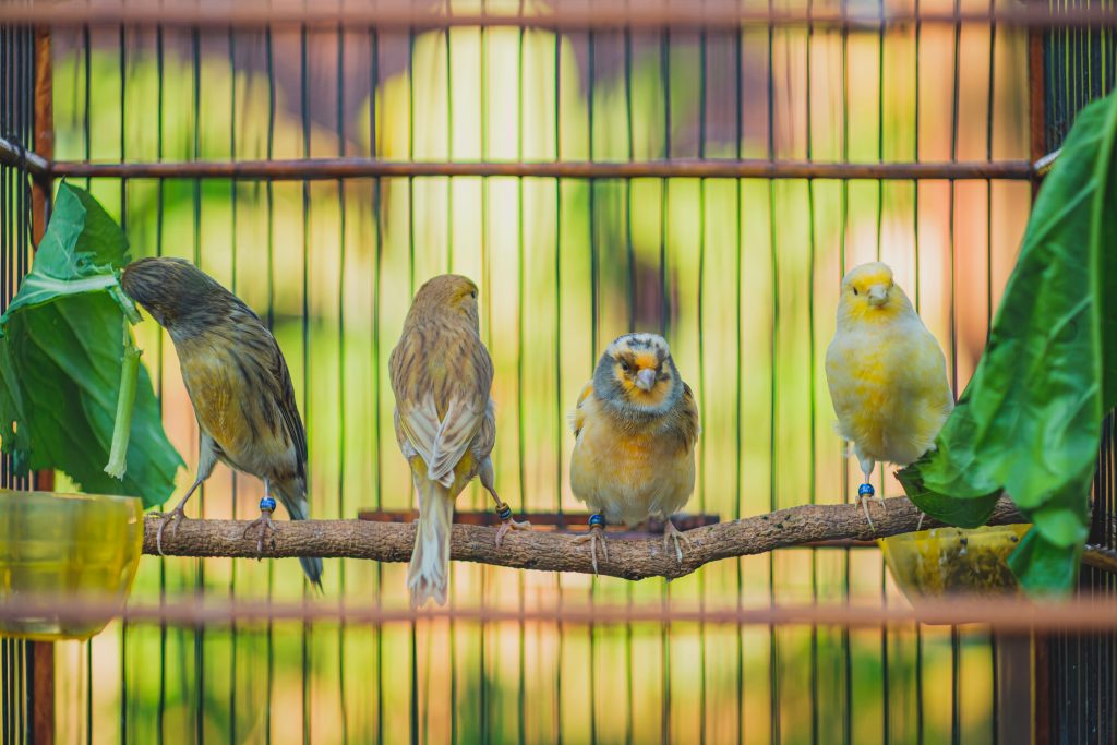 Cara beternak ternak burung kenari di sangkar harian dalam rumah