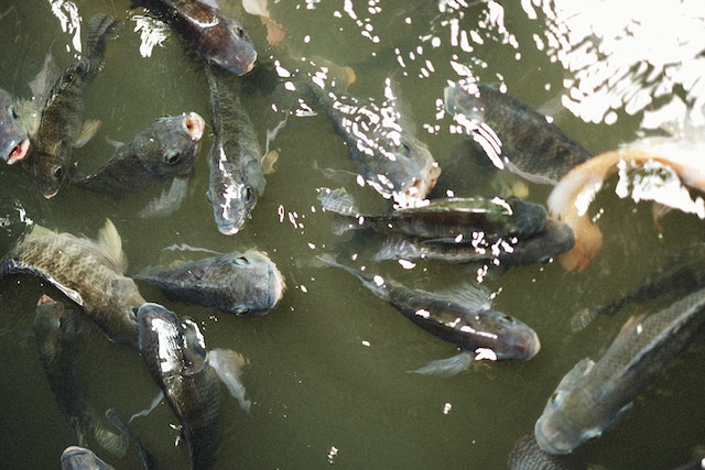 Ciri-ciri, habitat, kandungan gizi dan manfaat ikan nila untuk kesehatan