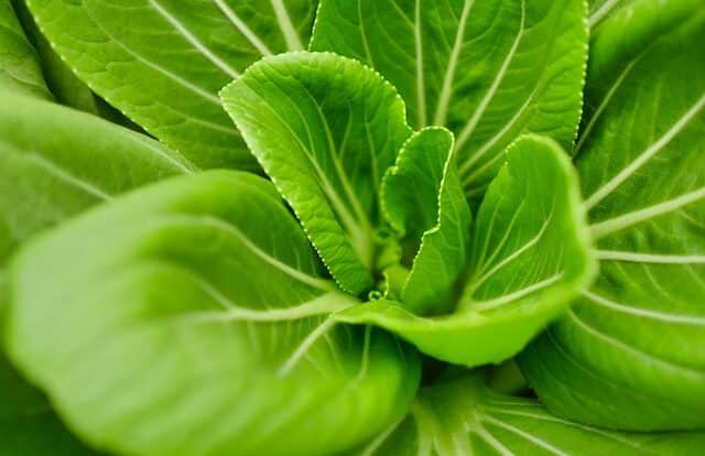 apa manfaat dan kandungan sayur bayam