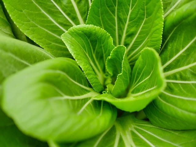 apa manfaat dan kandungan sayur bayam