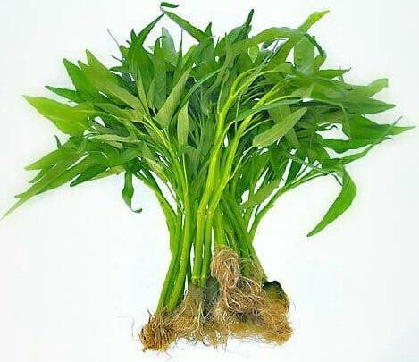 Jenis jenis, perbedaan, dan kandungan kangkung darat dan air