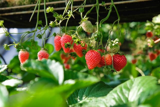 Cara menanam buah strawberry dari biji agar cepat berbuah