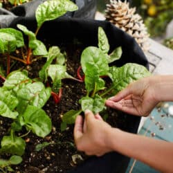 Cara menanam atau budidaya bayam di dalam polybag