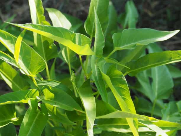 Cara menanam biji kangkung di polybag atau pot agar cepat tumbuh