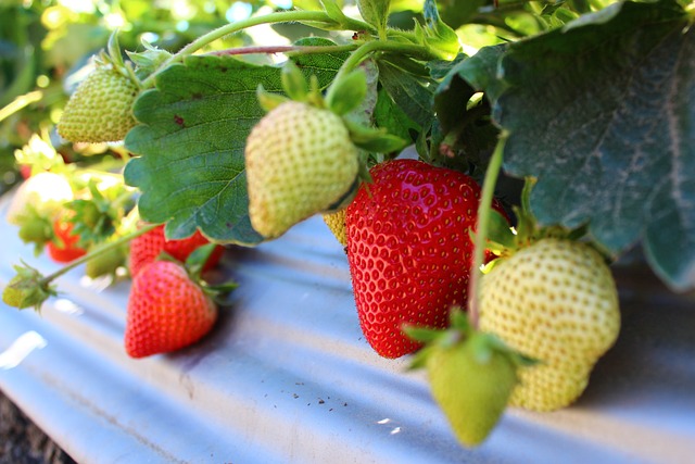 Cara merawat tanaman atau pohon strawberry agar berbuah lebat