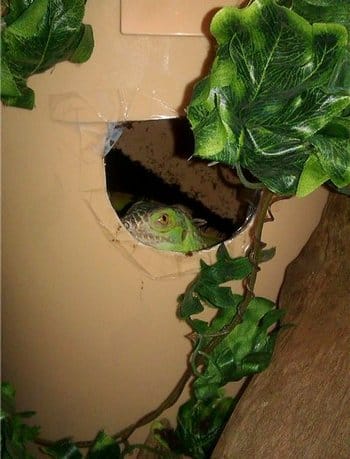 Cara ternak atau budidaya iguana yang baik bagi pemula