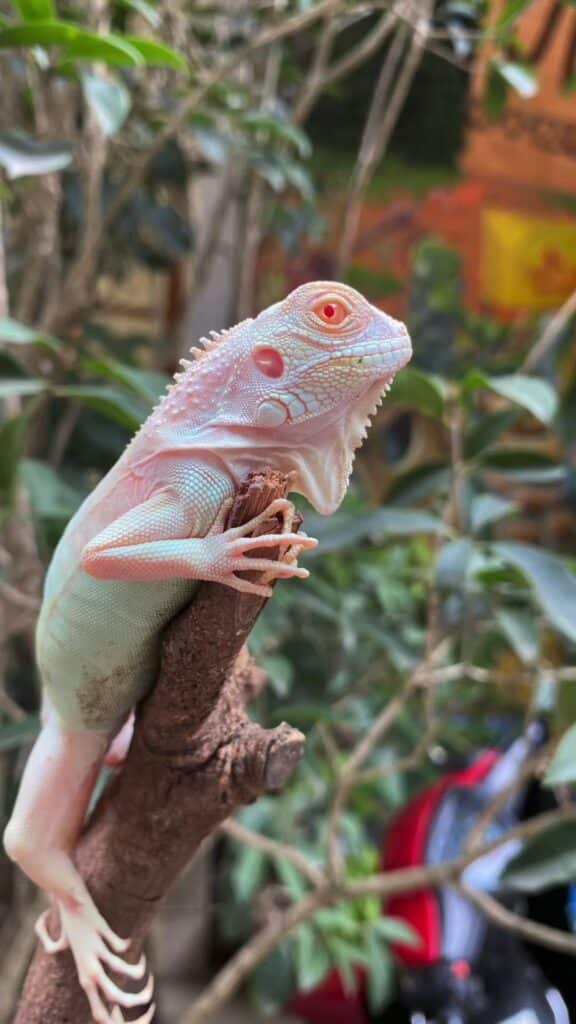Jenis jenis morph iguana dan harganya