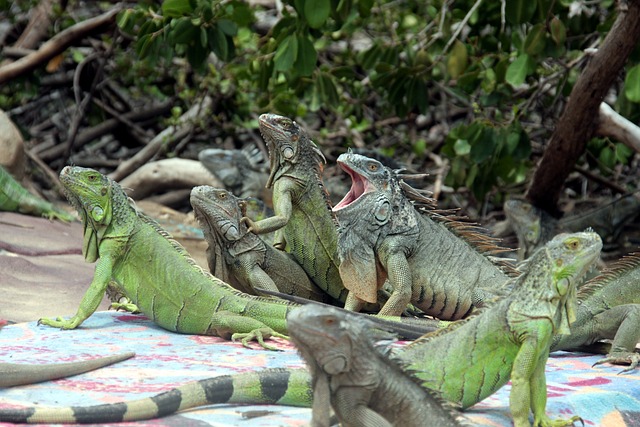 Cara merawat atau memelihara serta apa makanan iguana