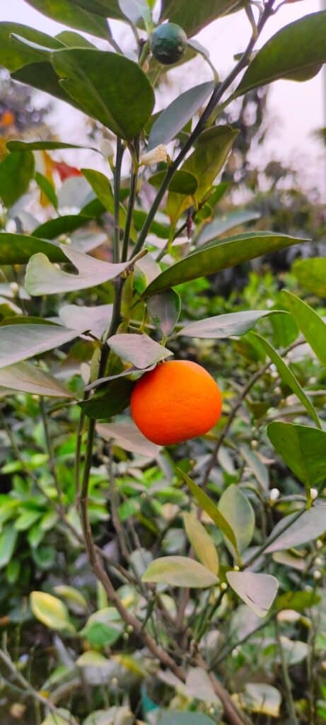 Cara menanam dan merawat pohon jeruk santang madu dalam pot agar berbuah lebat