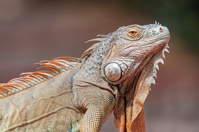 Jenis jenis morph iguana dan harganya