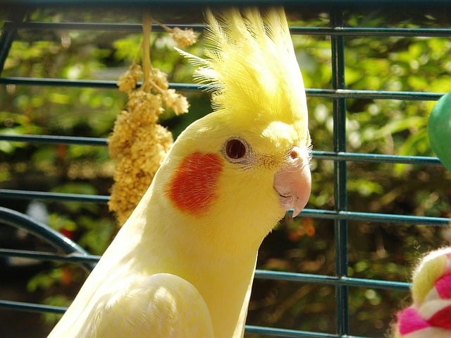 Harga Burung parkit australia atau cockatiel atau falk
