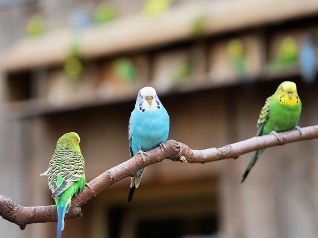 Cara ternak atau beternak burung parkit agar cepat bertelur