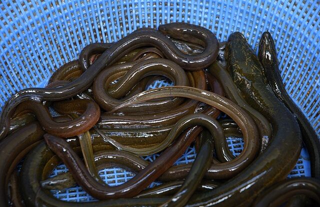 Cara budidaya belut dengan lumpur dalam drum atau ember