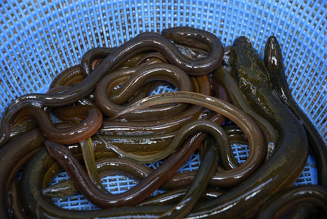 Cara budidaya belut dengan lumpur dalam drum atau ember