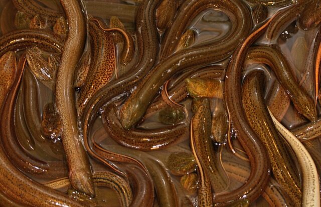 Cara budidaya atau ternak belut air bersih tanpa lumpur