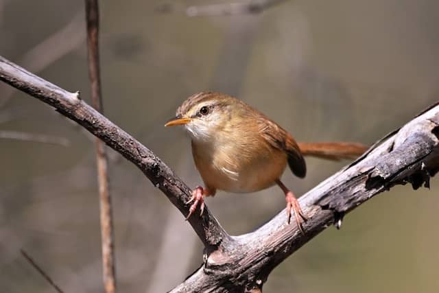Burung ciblek gunung dan harga burung cigun