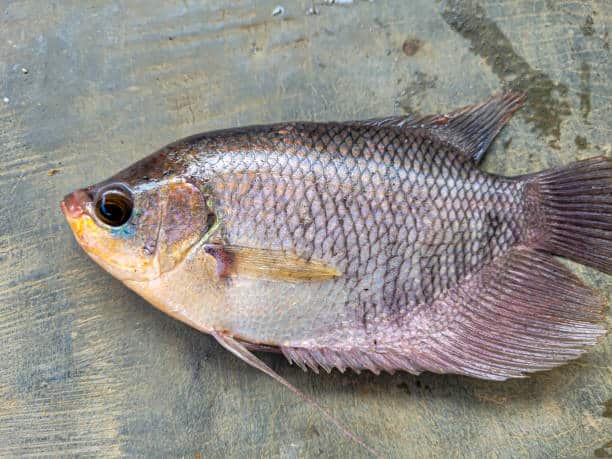 Cara budidaya pembesaran ikan gurame di kolam terpal