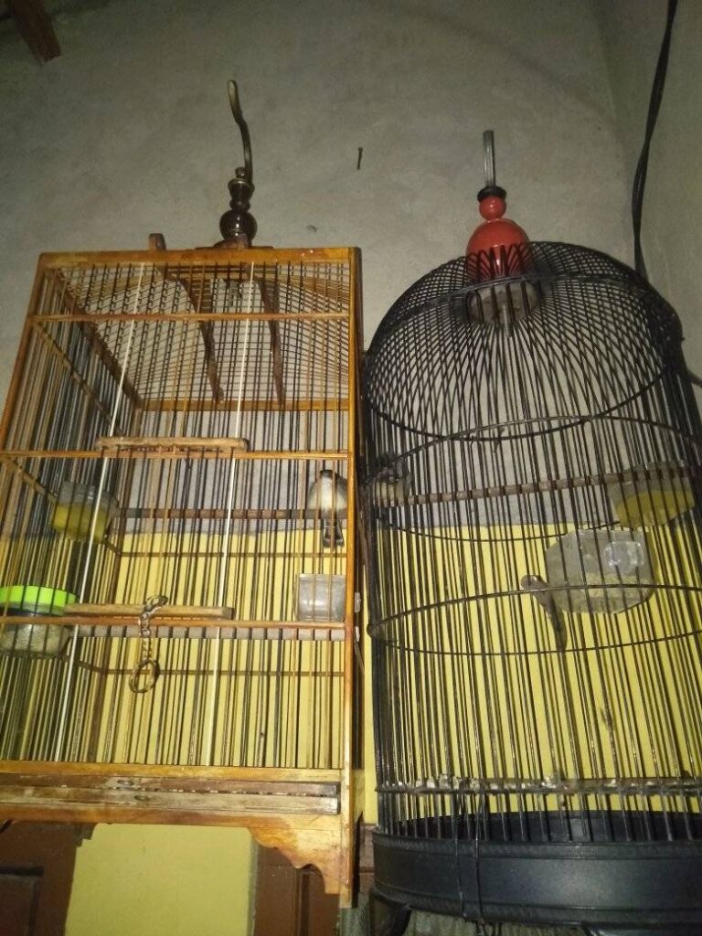 Cara ternak burung ciblek di sangkar gantung pemula