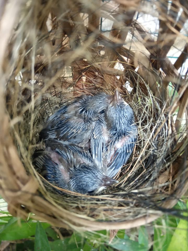 Cara ternak burung ciblek di sangkar gantung pemula