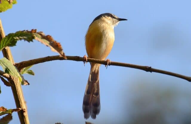 Cara ternak burung ciblek di sangkar gantung pemula