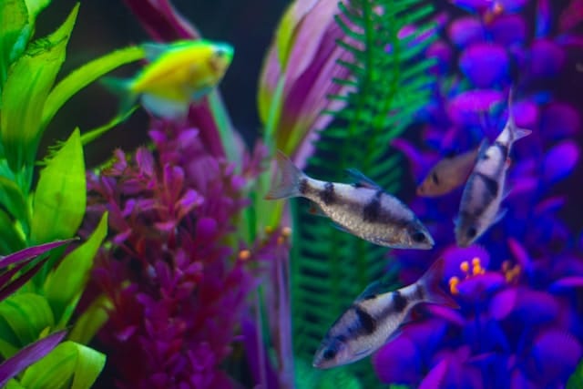 Cara merawat ikan molly balon agar tidak cepat mati