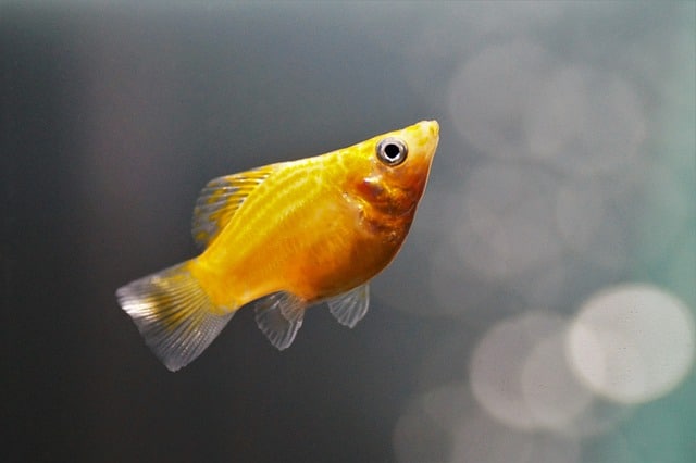 Cara budidaya atau ternak ikan molly di ember