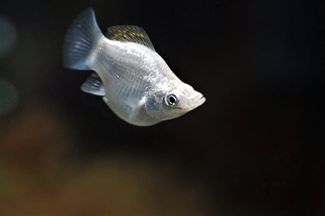Cara budidaya atau ternak ikan molly di ember