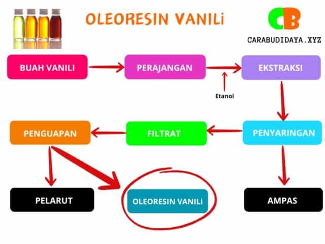 Proses pengolahan pasca panen vanili dan produk olahan vanili