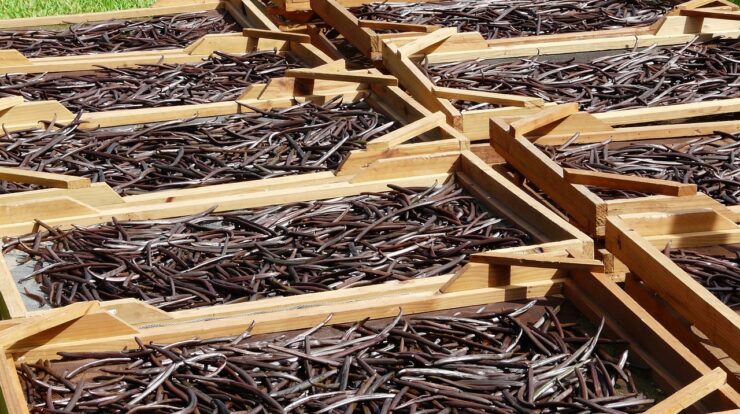 Proses pengolahan pasca panen vanili dan produk olahan vanili