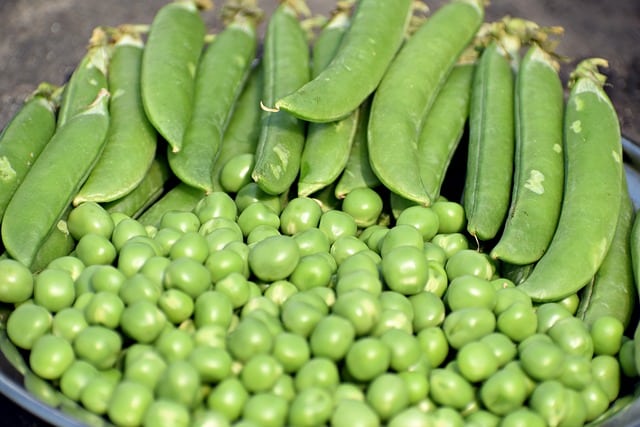 Langkah langkah cara budidaya atau menanam kacang hijau