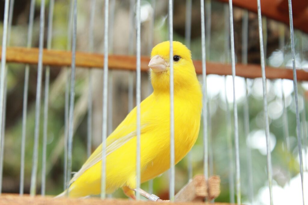 cara merawat burung kenari biar cepat gacor bagi pemula